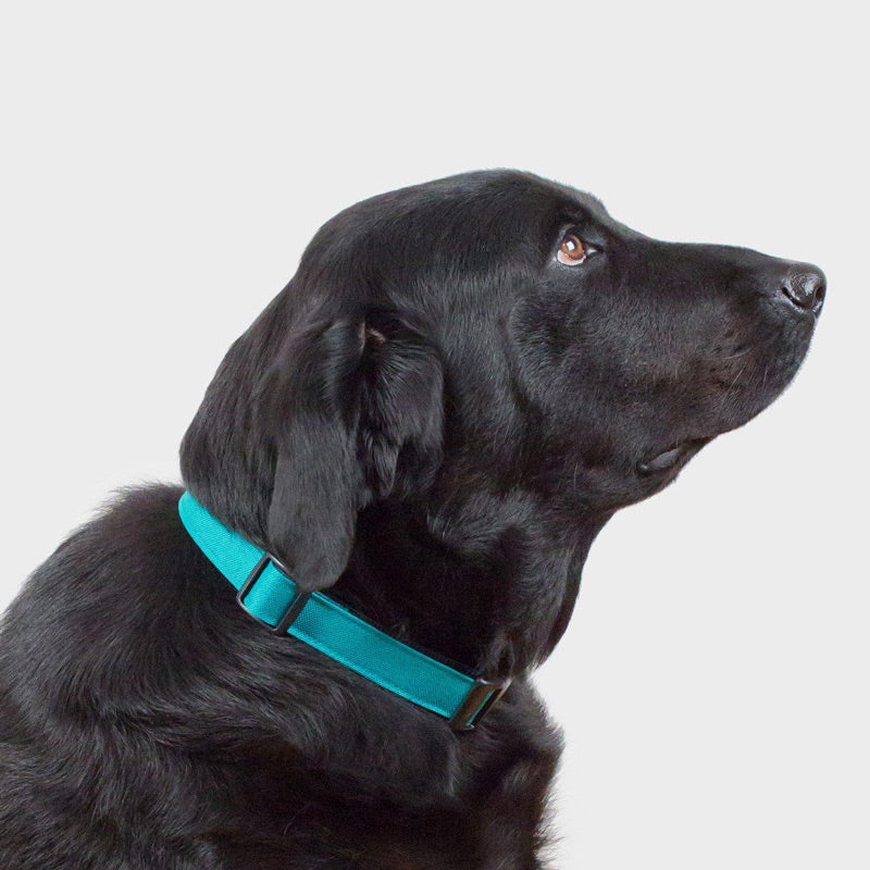 Funston-Dog-Collar-Wildebeest-Turquoise-1