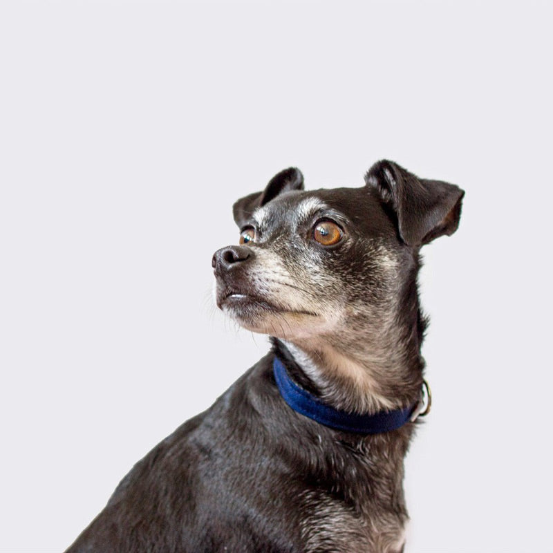 Funston-Dog-Collar-Wildebeest-Navy-1