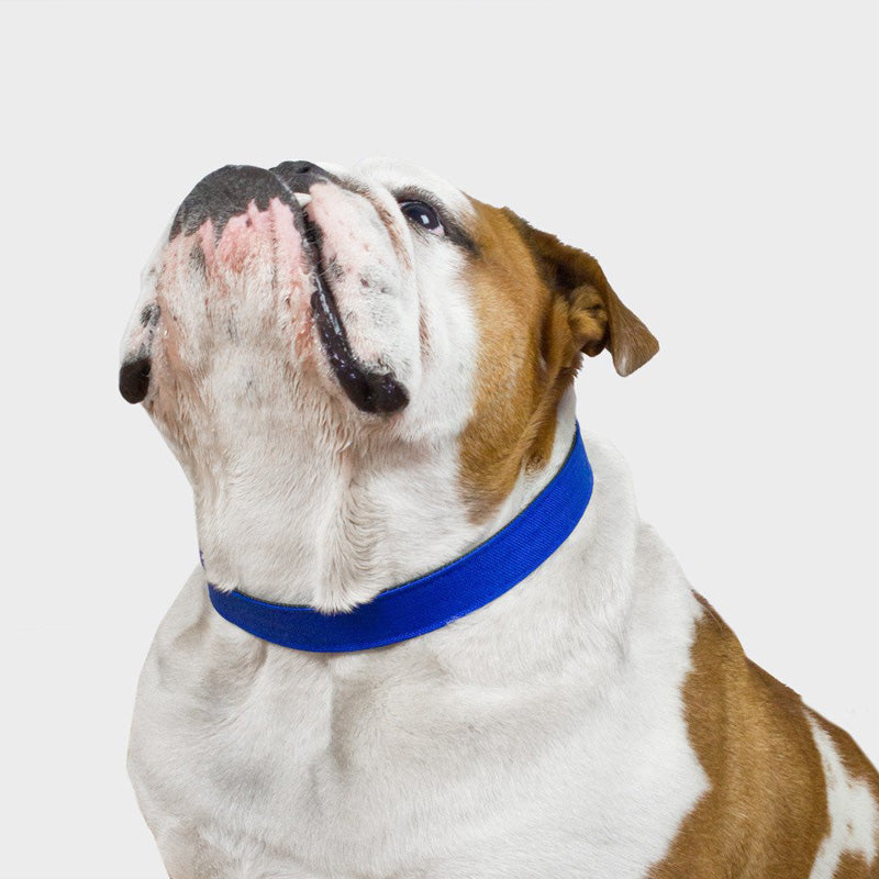 Funston-Dog-Collar-Wildebeest-Royal-Blue-1